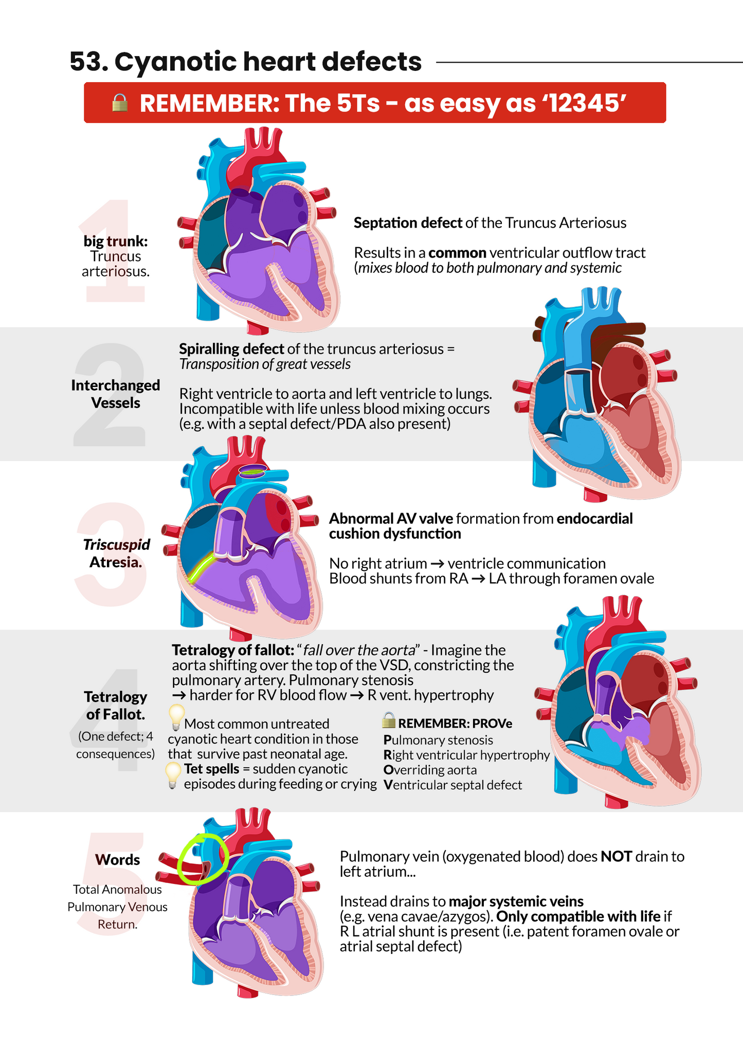 Never Forget Cardiology (A4 book) AND bonus 290 Q&A pack (digital)
