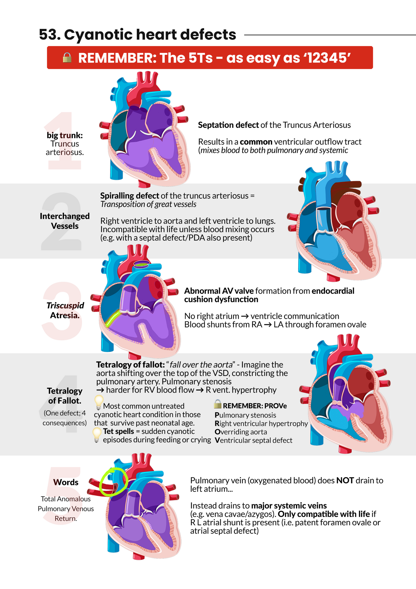 Never Forget Cardiology AND bonus 290 Q&A pack